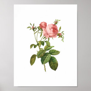 Poster Rosa Centifolia Goliacea Redoute Botânica