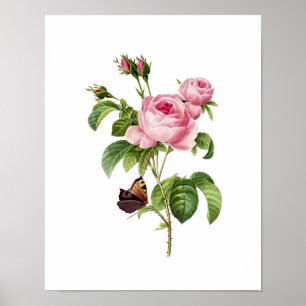 Póster Rosa Centifolia Redoute