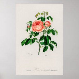 Poster Rosa Centifolia (Rosa Centifilia)
