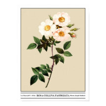 Rosa Collina Fastigiata Bege