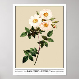 Poster Rosa Collina Fastigiata Beige