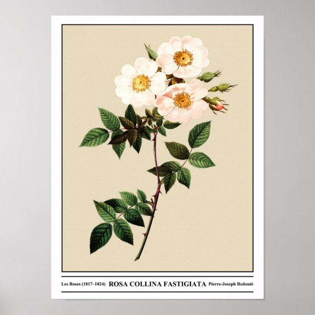 Poster Rosa Collina Fastigiata Beige (Frente)
