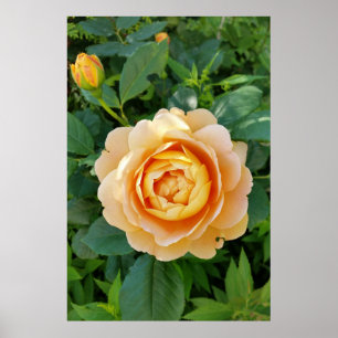 Poster rosa colorido do ouro