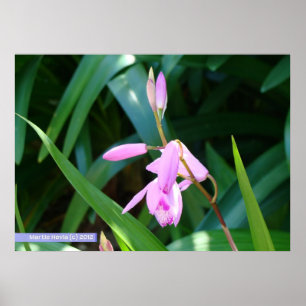 Poster Rosa Contra Verde