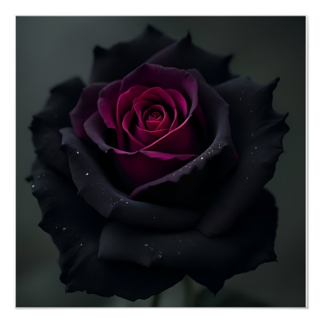 Póster Rosa Coração Preto  (Frente)