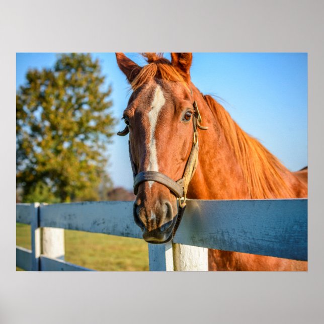 Poster Rosa Crepuscular | Cavalo de Corrida Puro-Sangue (Frente)