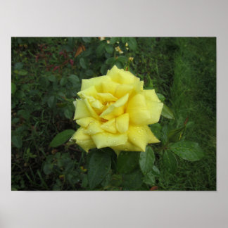 Poster Rosa Cubista