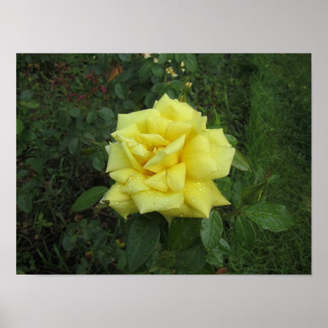 Poster Rosa Cubista (Frente)