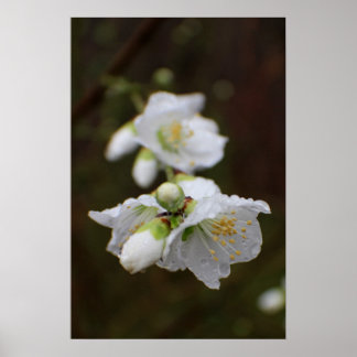 Póster Rosa da Geórgia na Chuva