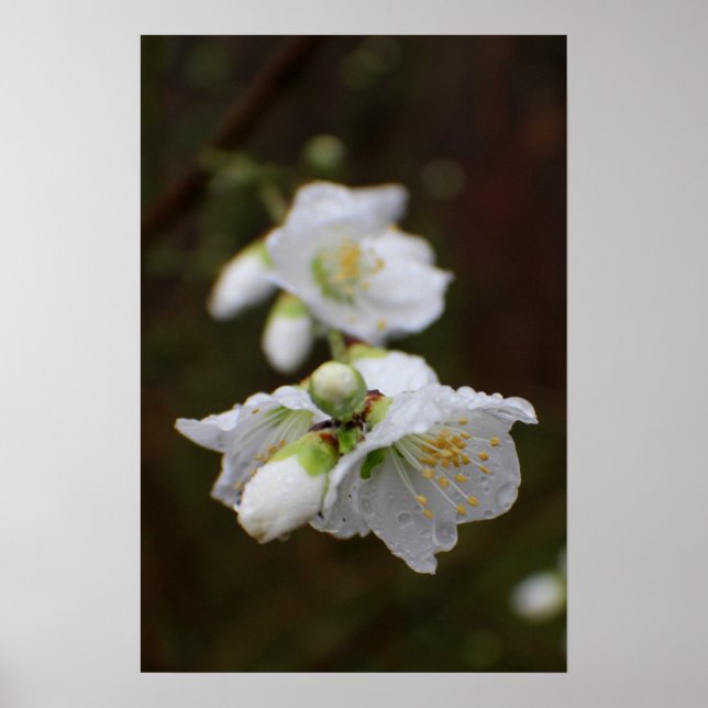 Póster Rosa da Geórgia na Chuva (Frente)