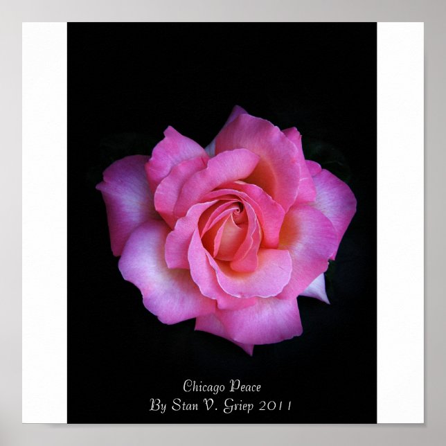 Póster Rosa da Paz de Chicago por Stan The Roseman (Frente)