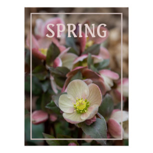 Póster Rosa da Quaresma PRIMAVERA