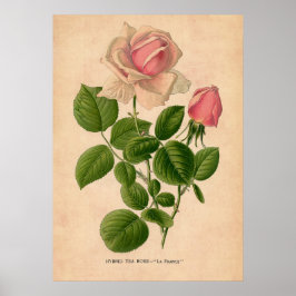 Poster Rosa da Vintage