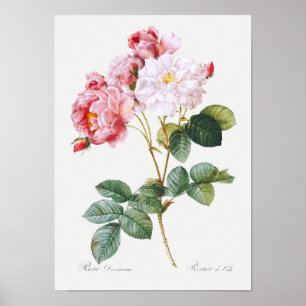Poster Rosa Damascena