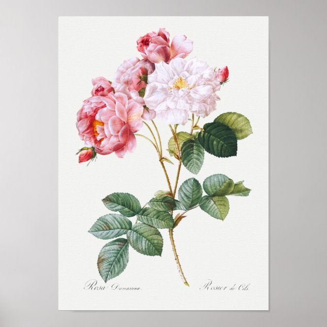 Poster Rosa Damascena (Frente)