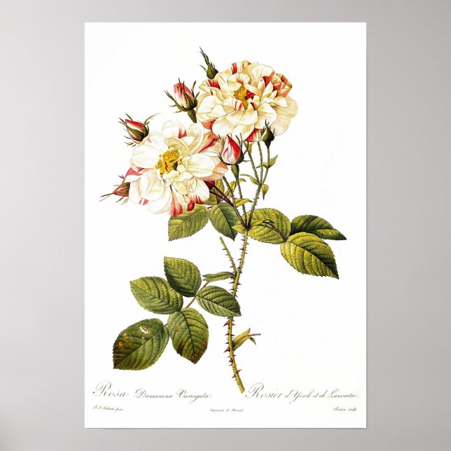 Poster Rosa damascena variegata (Frente)