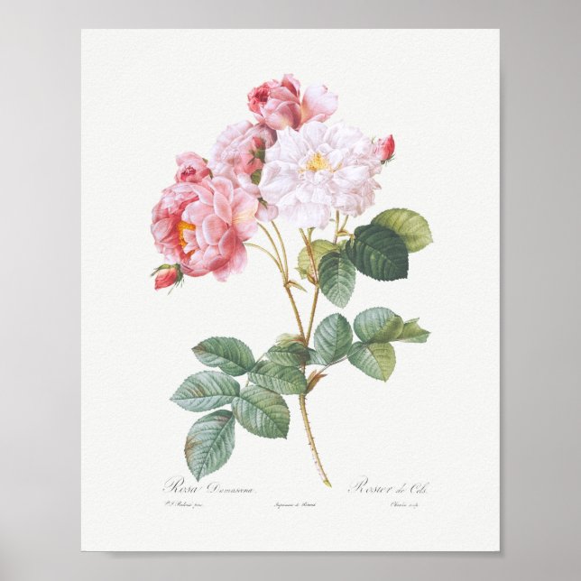 Poster Rosa Damascena Vintage Rosas Rosa Florais (Frente)