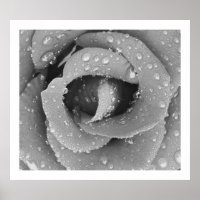 Rosa De Aproximação Preta E Branca Com O Atraso Da
