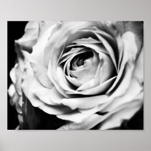 Poster Rosa de B&W Sharpened