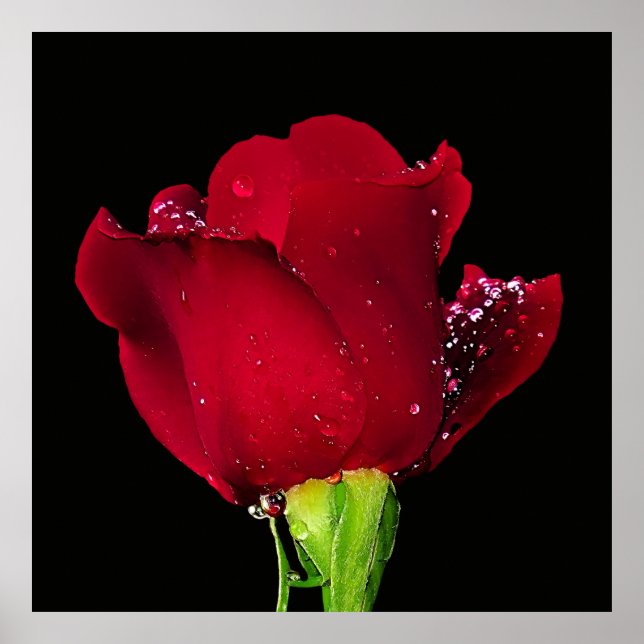 Poster Rosa de Casamento Vermelho (Frente)