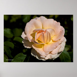 Poster Rosa de chá