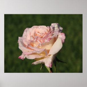 Póster Rosa de chá 054 de Jardins de Bagatela Híbrido