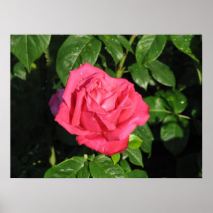Póster Rosa de chá 097 da senhorita Todo-Americano Belez
