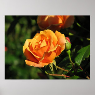Póster Rosa de chá híbrido 016 do por do sol real