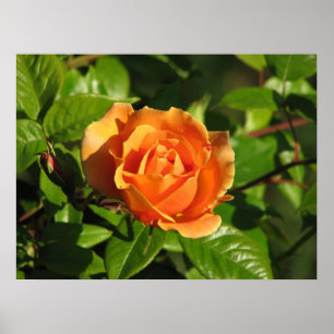Póster Rosa de chá híbrido 018 do por do sol real