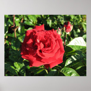 Póster Rosa de chá híbrido 032 de Ingrid Bergman