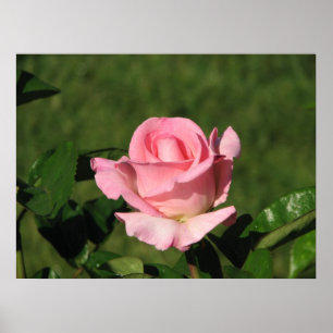 Poster Rosa de chá híbrido 132 da promessa cor-de-rosa