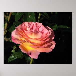 Póster Rosa de chá híbrido 152 de Elle