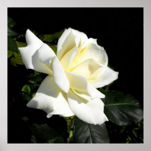 Póster Rosa de chá híbrido branco de Pascali