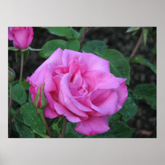 Póster Rosa de Chá Híbrido McCartney 168