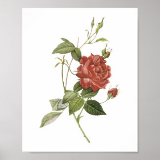 Poster rosa de chá (Rosa indica cruenta), por Redouté
