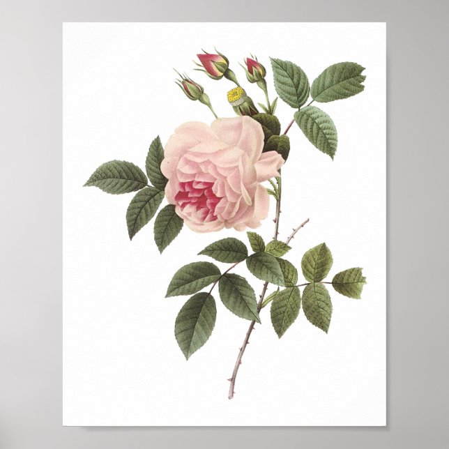 Póster rosa de chá (Rosa indica) por Redouté (Frente)
