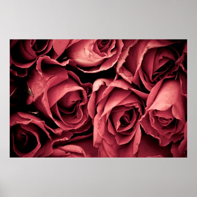 Poster Rosa de colheita romântica (Frente)