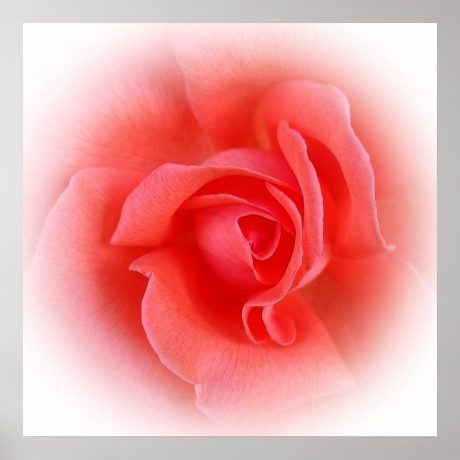 Poster rosa de coral rosa (Frente)
