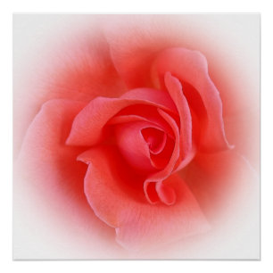 Póster rosa de coral rosa