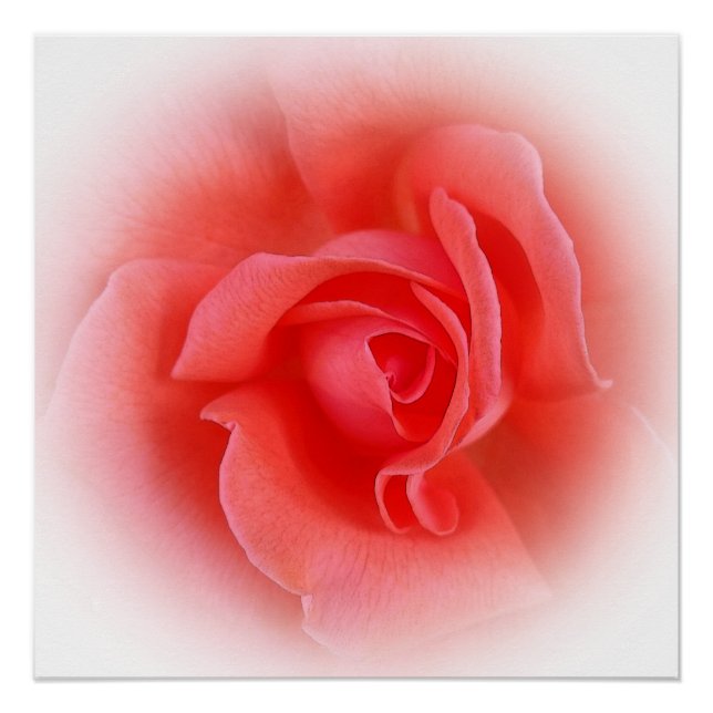 Póster rosa de coral rosa (Frente)