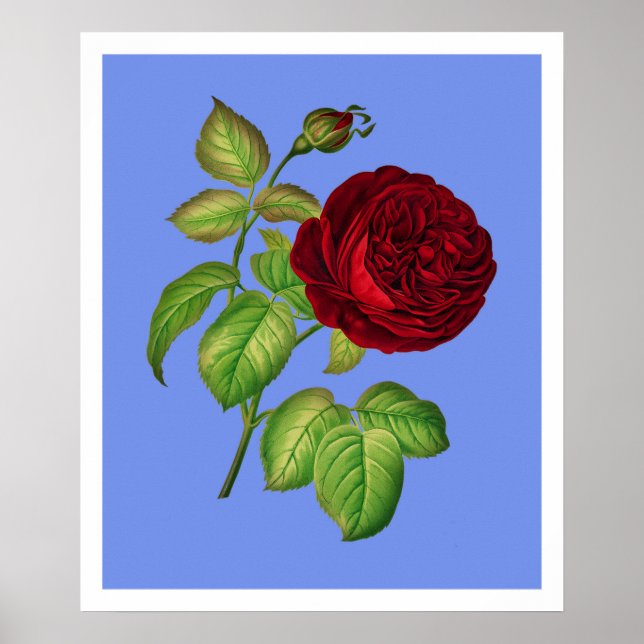 Póster Rosa de couve (Frente)