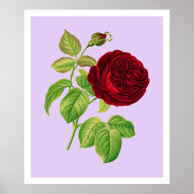 Póster Rosa de couve (Frente)