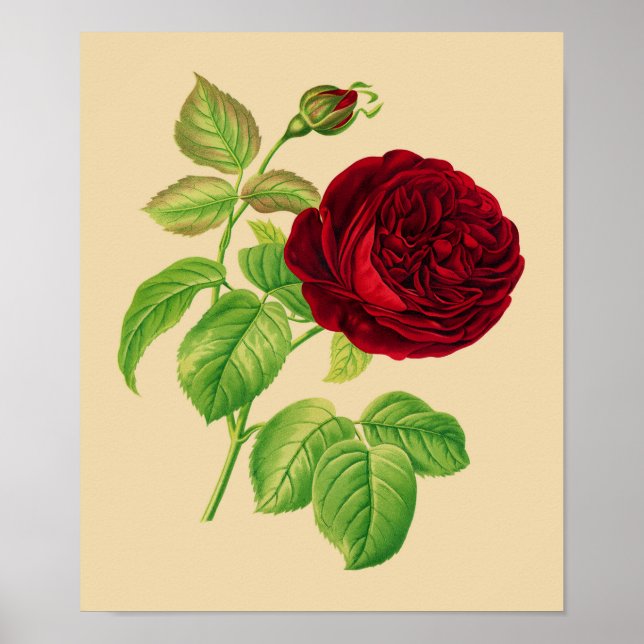 Poster Rosa de couve (Frente)