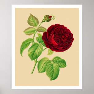 Póster Rosa de couve