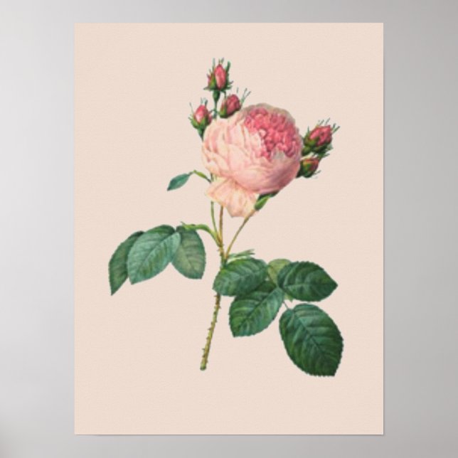Póster Rosa de Couve Botânica (Frente)