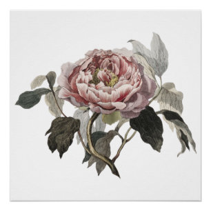 Póster Rosa de couve rosa desenhada à mão
