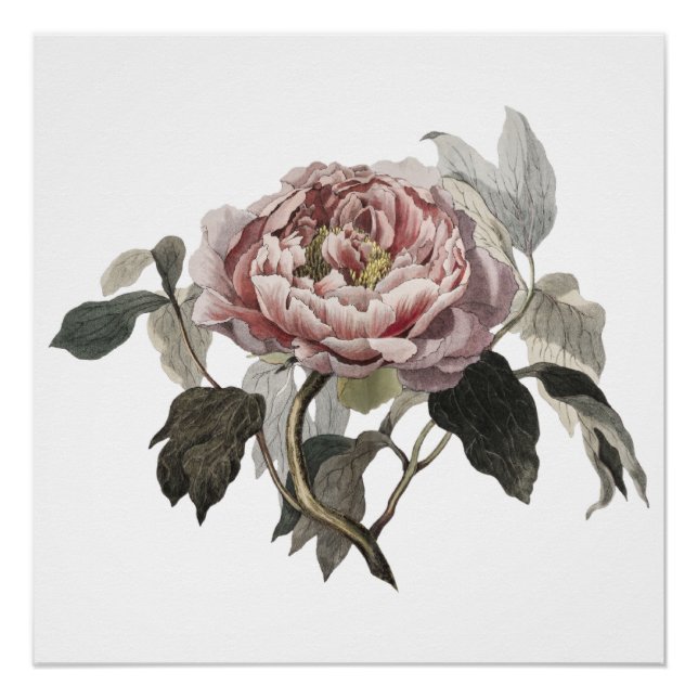 Póster Rosa de couve rosa desenhada à mão (Frente)