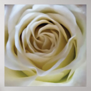 Poster Rosa de creme branco, detalhe romântico da flor da