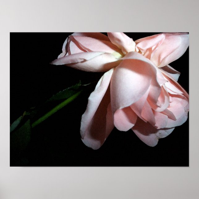Póster Rosa de dança 16x12 (Frente)
