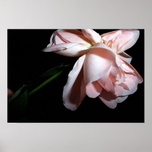 Poster Rosa de dança 19x13